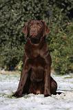LABRADOR 943